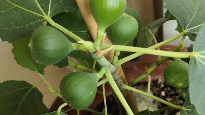 运维安全规范标准：构建稳定可靠的信息技术环境
